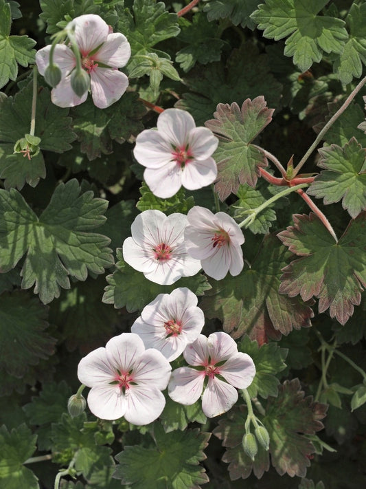 GERANIUM 'COOMBLAND WHITE'