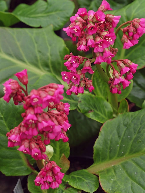 BERGENIA 'BALLAWLEY'