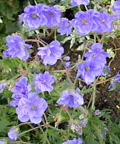 GERANIUM PRATENSE 'PLENUM CAERULEUM'