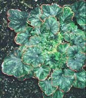 HEUCHERA 'RING OF FIRE'