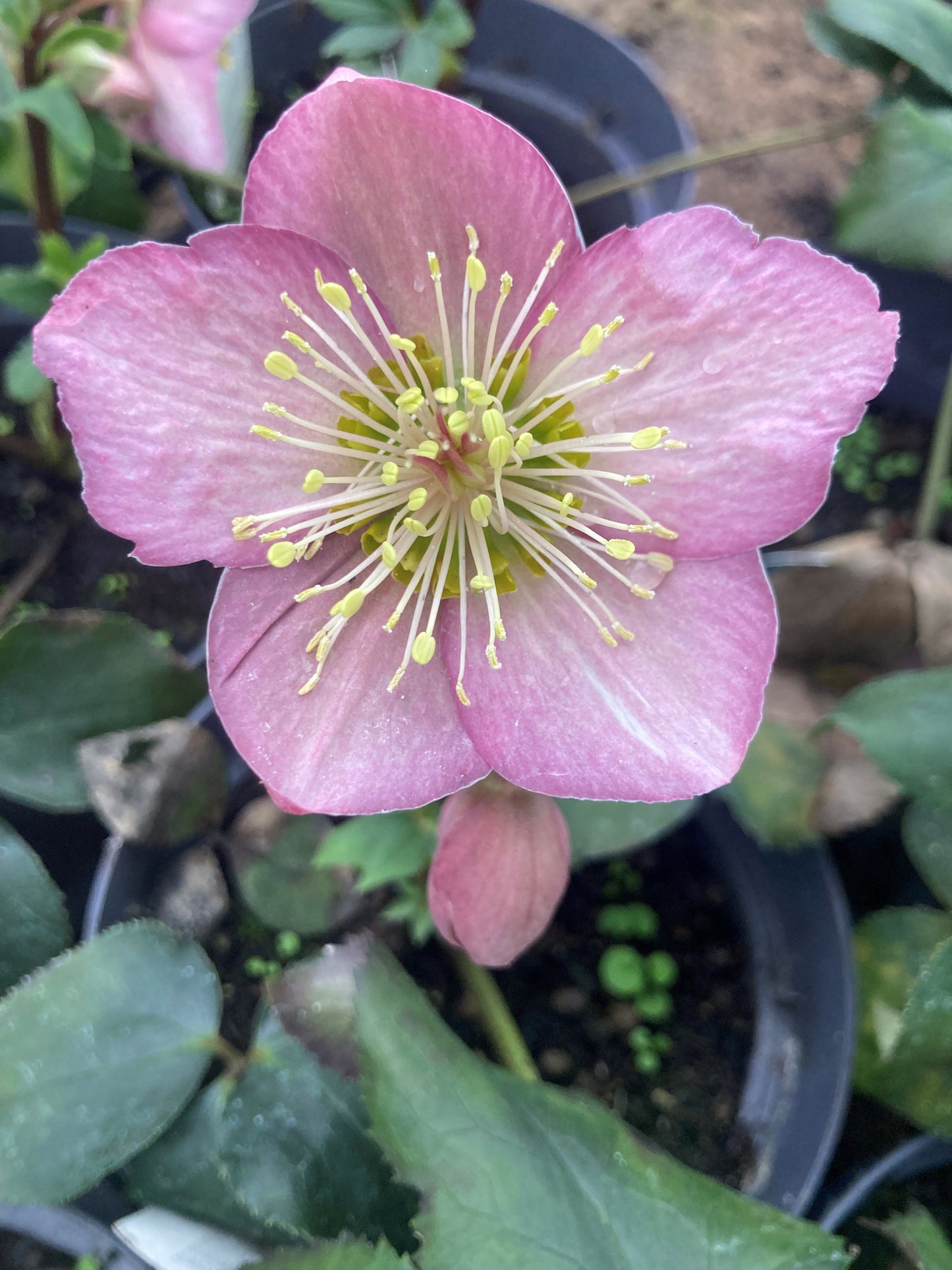 HELLEBORUS HYBRIDUS ICE N' ROSES® 'ROSE'