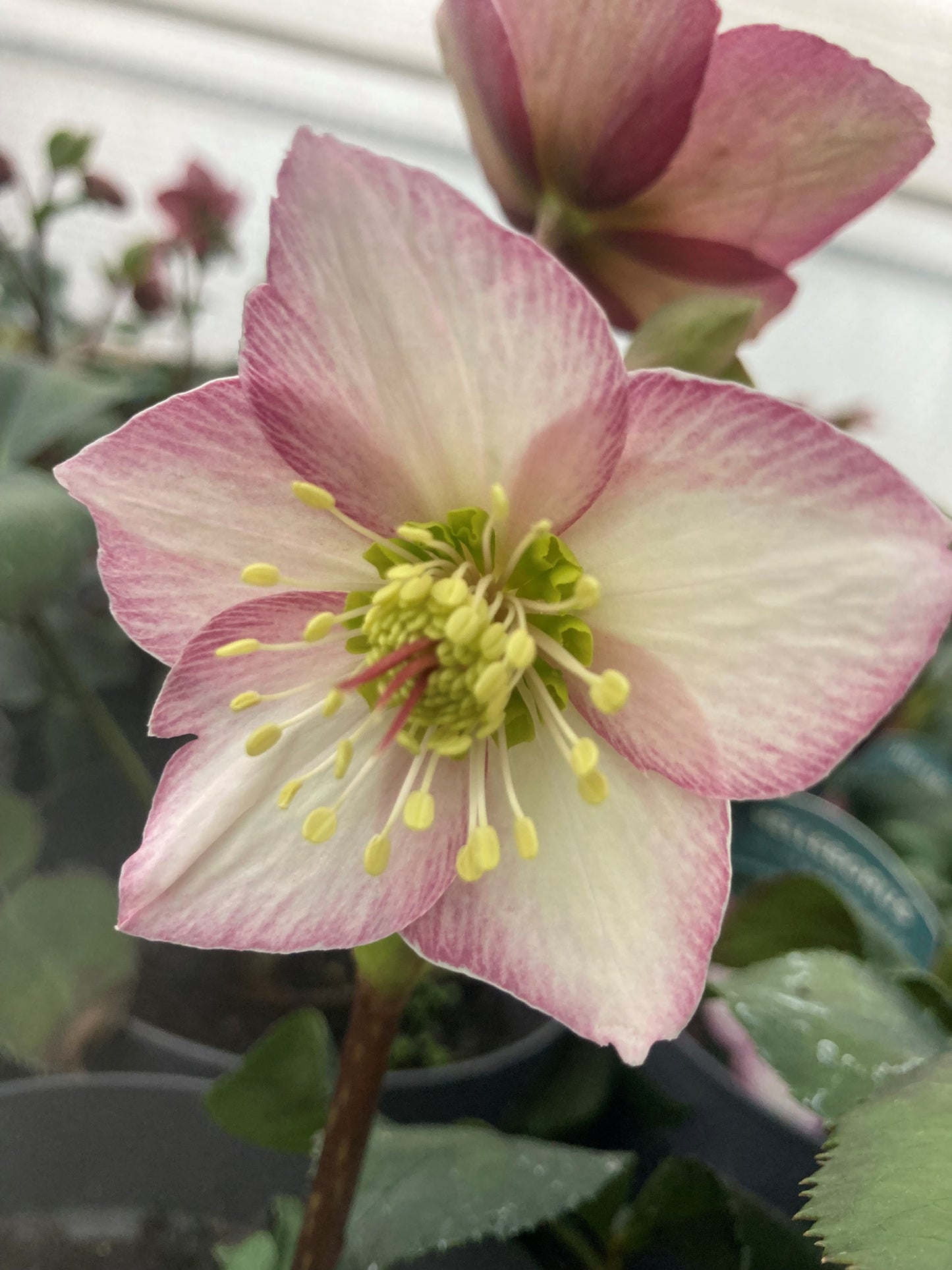 HELLEBORUS HYBRIDUS ICE N' ROSES® 'ROSE'