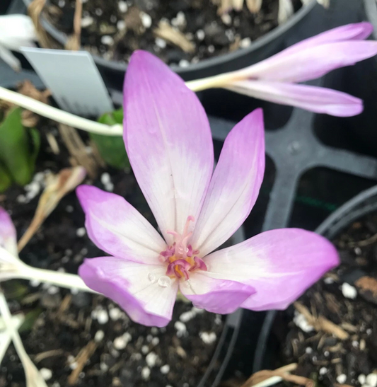 Colchicum × byzantinum | Autumn-Flowering Lilac-Pink Meadow Saffron