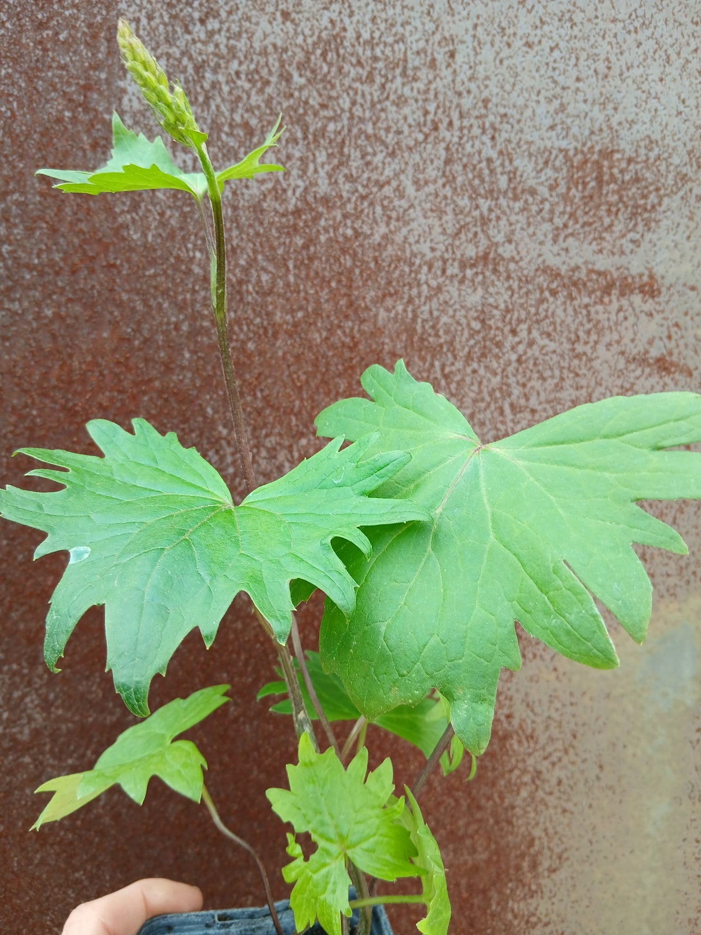 LIGULARIA 'ZEPTER'