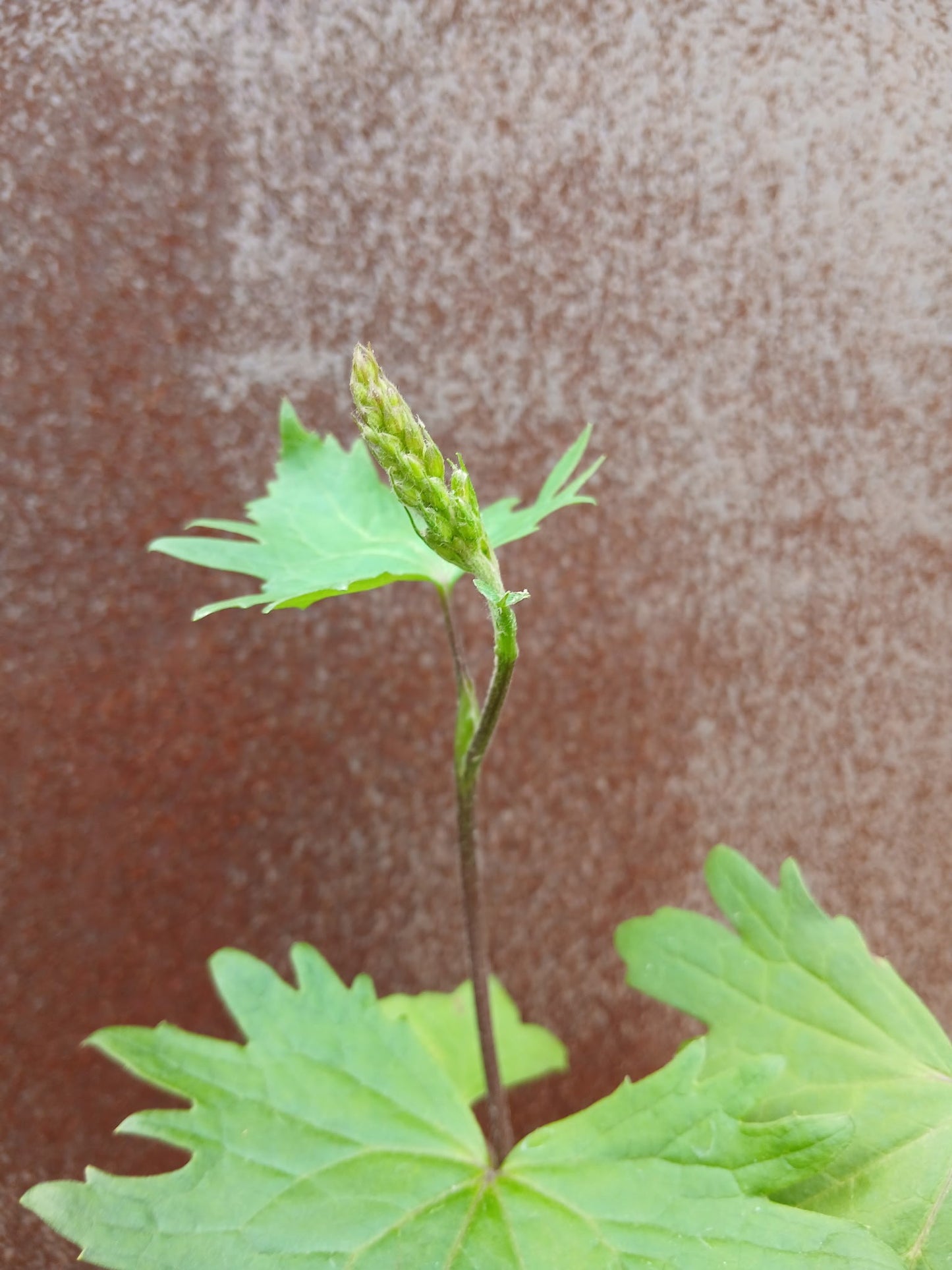 LIGULARIA 'ZEPTER'