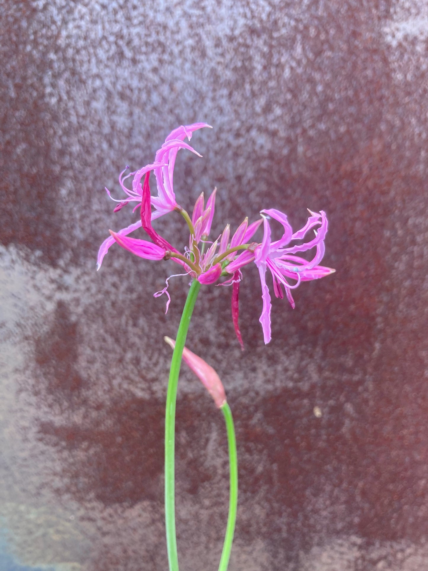 NERINE UNDULATA ALTA GROUP ‘SEATON’