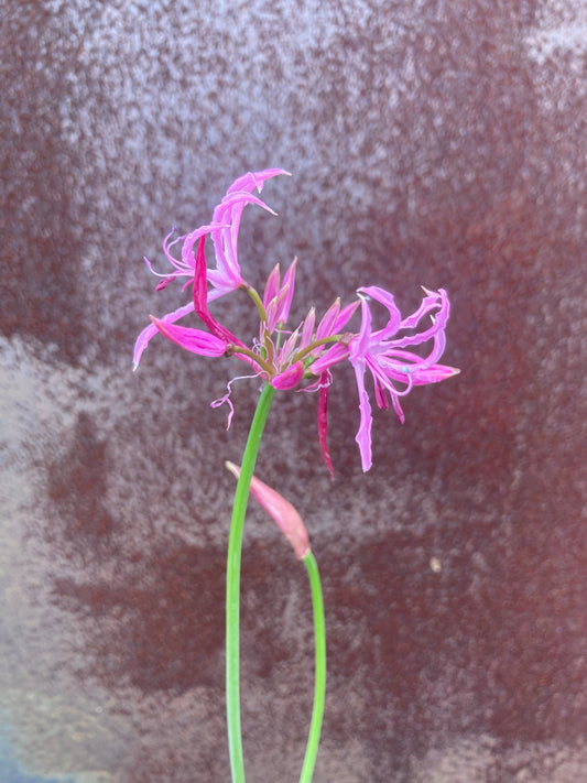 NERINE UNDULATA ALTA GROUP ‘SEATON’