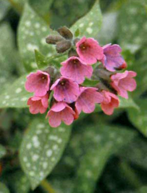 PULMONARIA SACCHARATA 'LEOPARD'