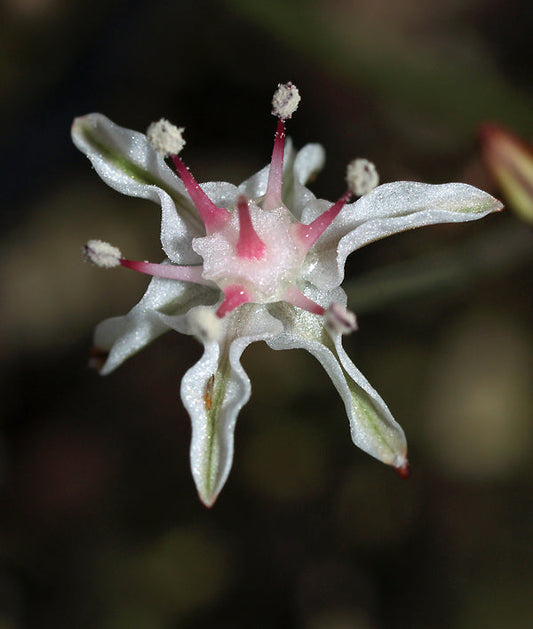 STRUMARIA DISCIFERA subsp.BULBIFERA