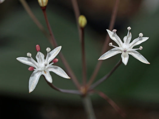 STRUMARIA DISCIFERA subsp.DISCIFERA