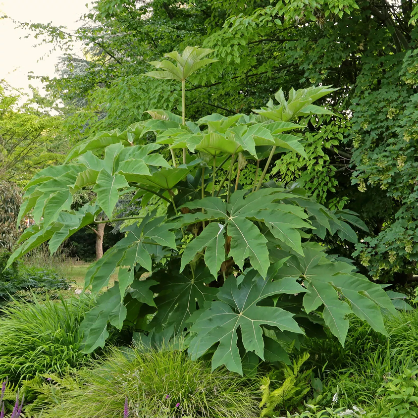 Buy Tetrapanax papyrifer 'Rex' | Exotic Foliage Shrub