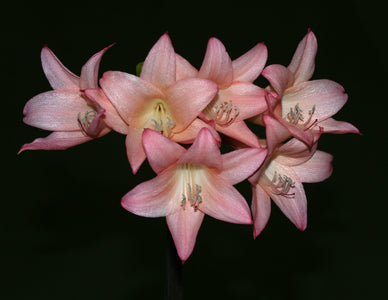 x AMARCRINUM 'DOROTHY HANIBAL'