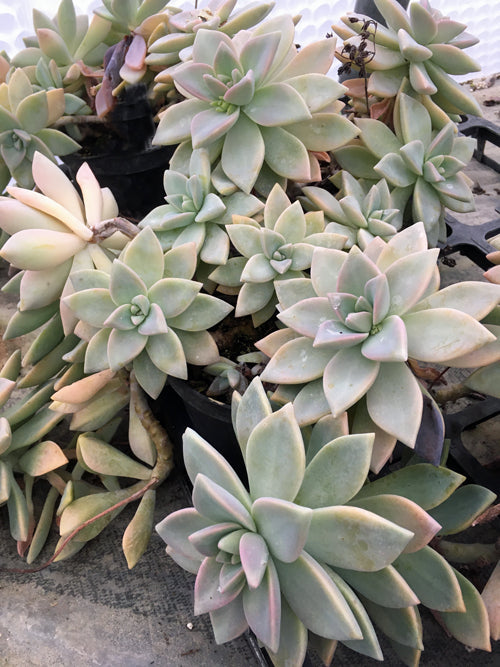 x GRAPTOVERIA 'GHOSTLY'