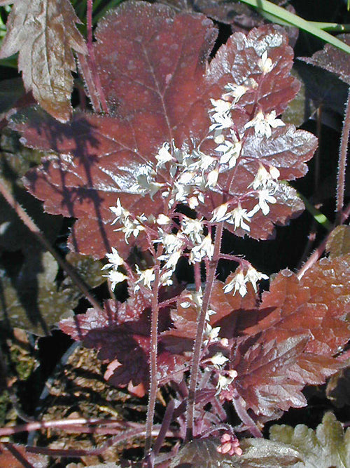 x HEUCHERELLA 'BURNISHED BRONZE'