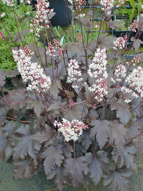 x HEUCHERELLA 'CHOCOLATE LACE'