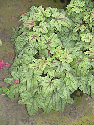 x HEUCHERELLA 'KIMONO'