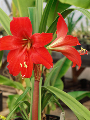 x HIPPEASPREKELIA 'RED BEAUTY'