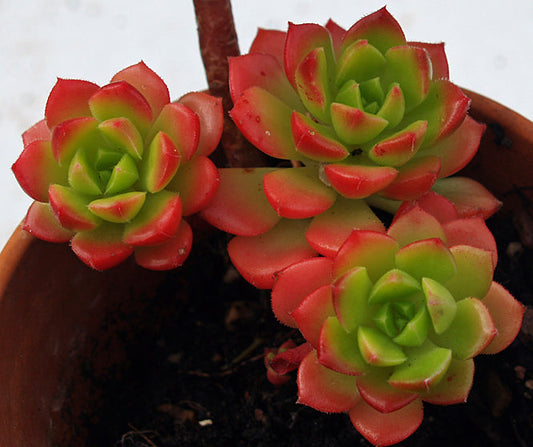 x SEDEVERIA 'LETIZIA'