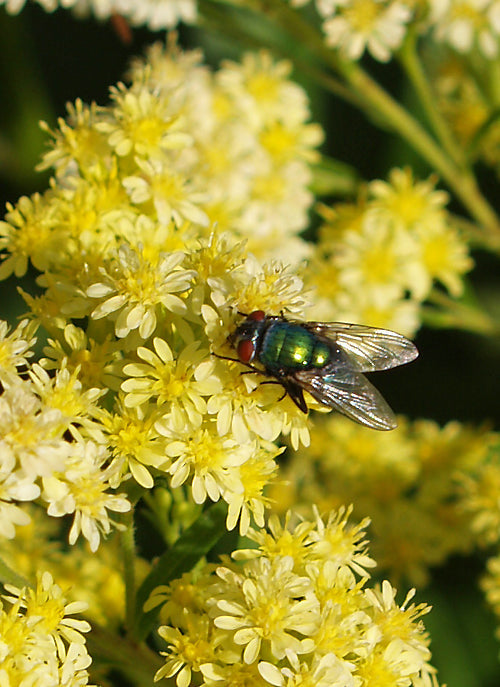 SOLIDAGO x LUTEUS 'LEMORE'