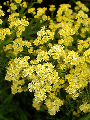 SOLIDAGO 'SUPER'