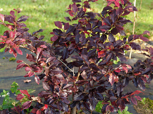 x SYCOPARROTIA SEMIDECIDUA