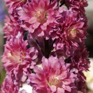 DIANTHUS BARBATUS ‘MONKSILVER BLACK’ - Cotswold Garden Flowers