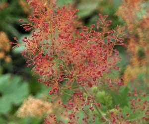 MACLEAYA SPETCHLEY RUBY