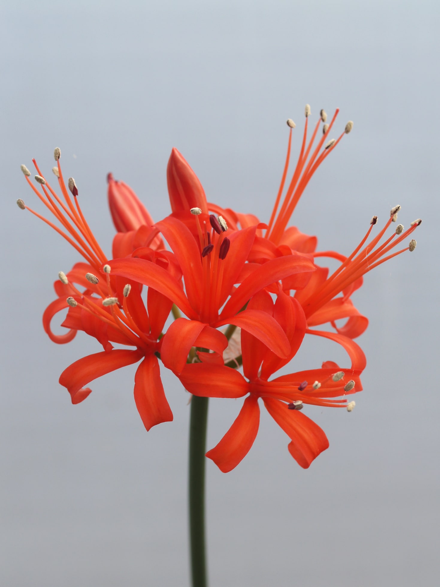 National collection of Nerines - Cotswold Garden Flowers