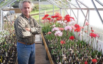 National collection of Nerines